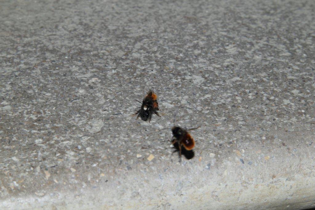 Osmia cornuta in accoppiamento